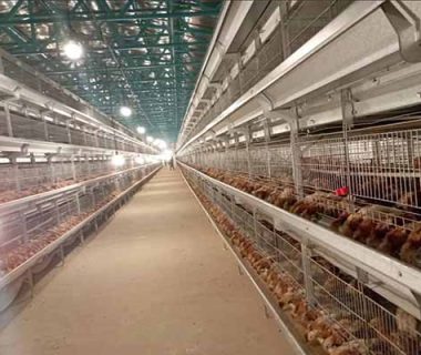 price-of-80000-layers-and-pullets-battery-cages-in-ghana