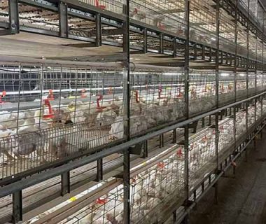 project-of-50000-pullets-farming-cages-prices-in-kenya