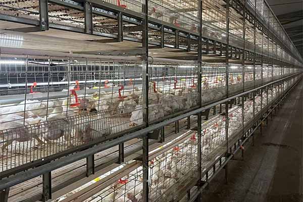 project-of-50000-pullets-farming-cages-prices-in-kenya