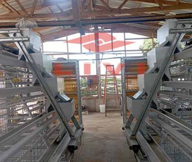 a-type-layer-cages-cost-for-10000-birds-in-zimbabwe-poultry-farming