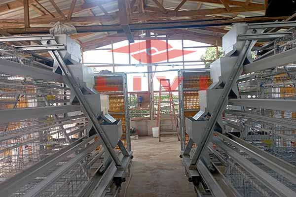 a-type-layer-cages-cost-for-10000-birds-in-zimbabwe-poultry-farming