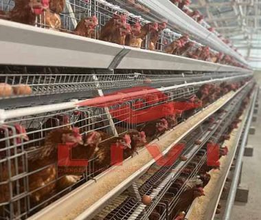 Comprehensive A-Z Poultry Farming Design Solutions by Livi