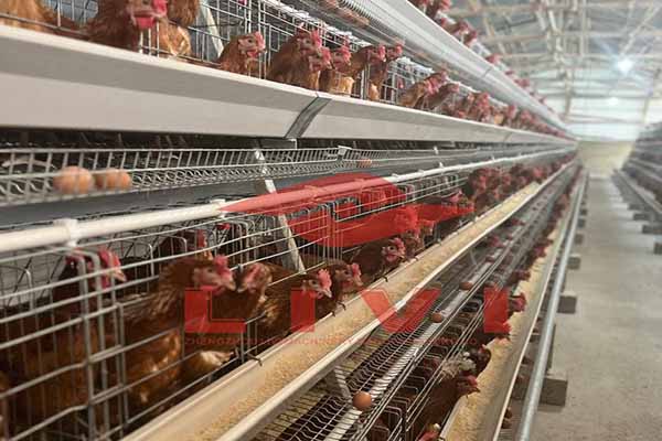 Comprehensive A-Z Poultry Farming Design Solutions by Livi